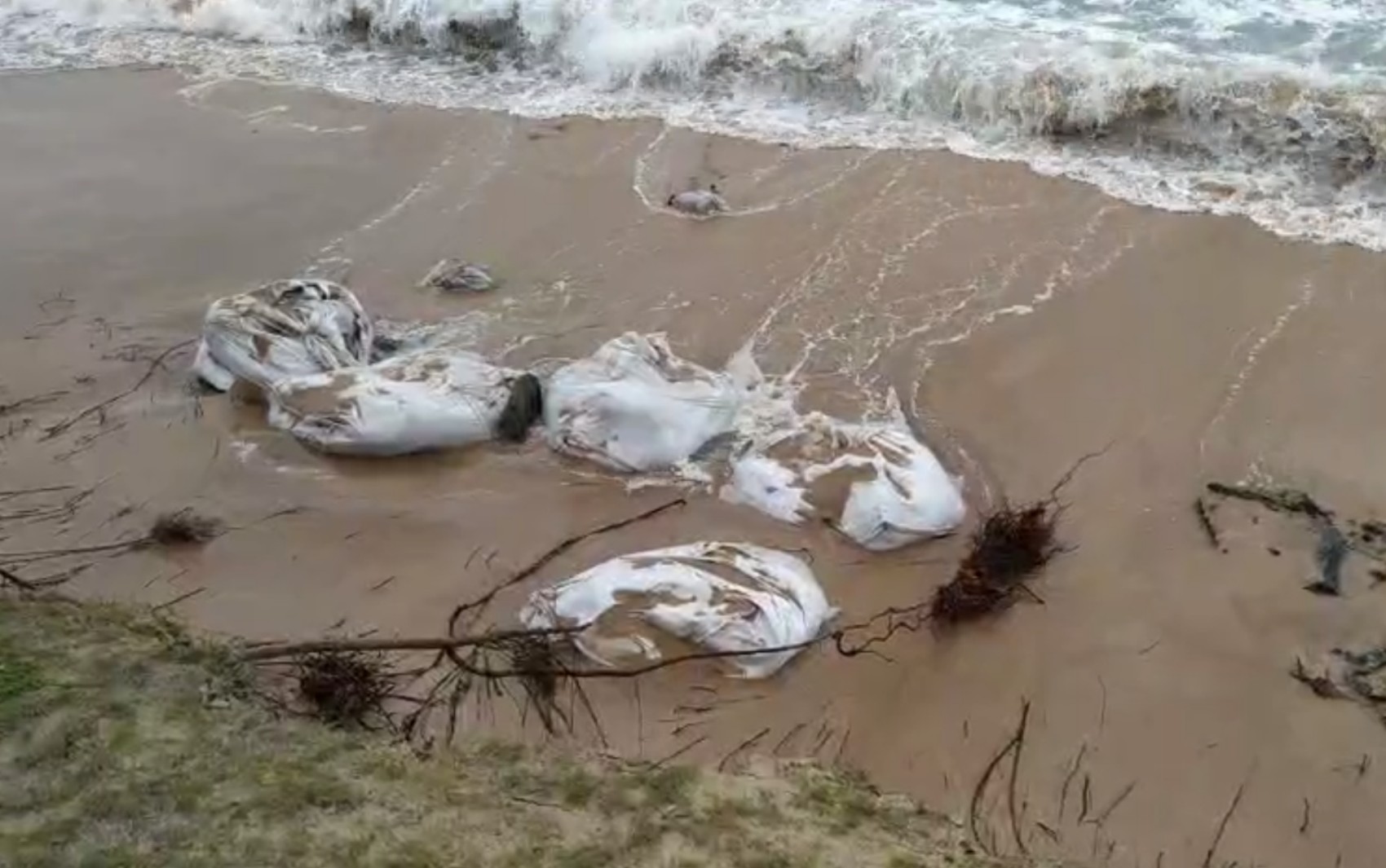 VÍDEO: Óleo retirado de praia em Camaçari é arrastado pela maré de volta à água thumbnail