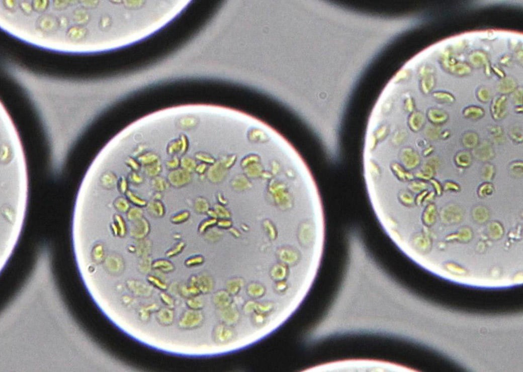 Cloroplastos artificiais desenvolvidos por pesquisadores do Instituto Max Planck, na Alemanha (Foto: Max Planck Institute for terrestrial Microbiology/ T.Erb)
