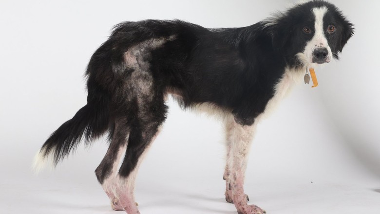 cachorro-resgatado-ONG (Foto: Humane Society Of Missouri)