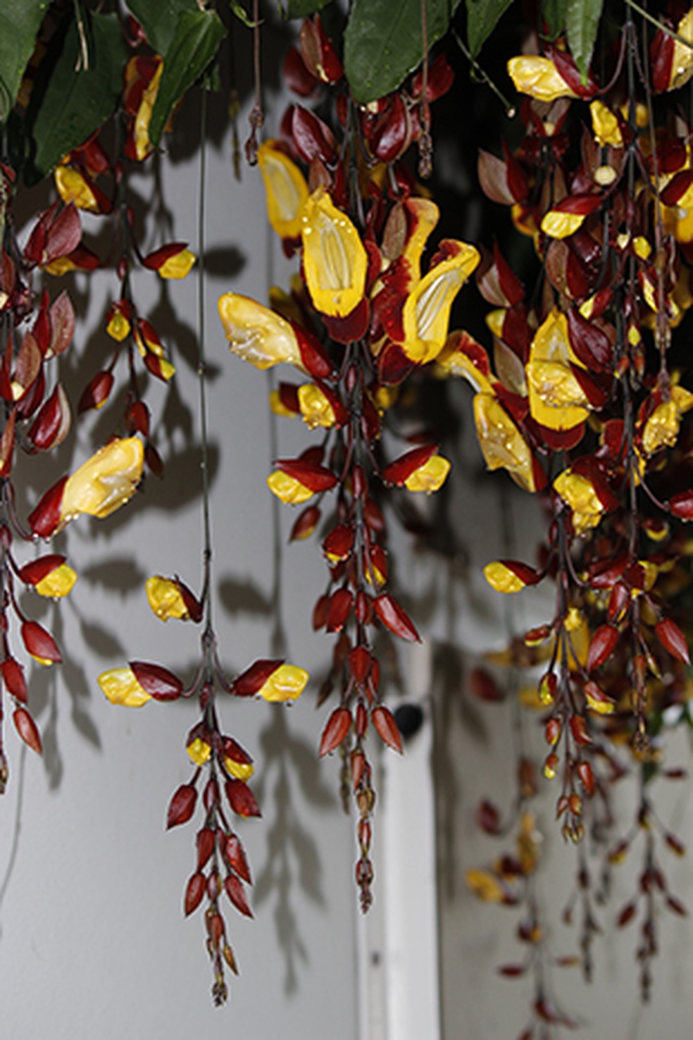 Sapatinho-de-judia é planta ornamental que atrai beija-flores | Terra da  Gente | G1