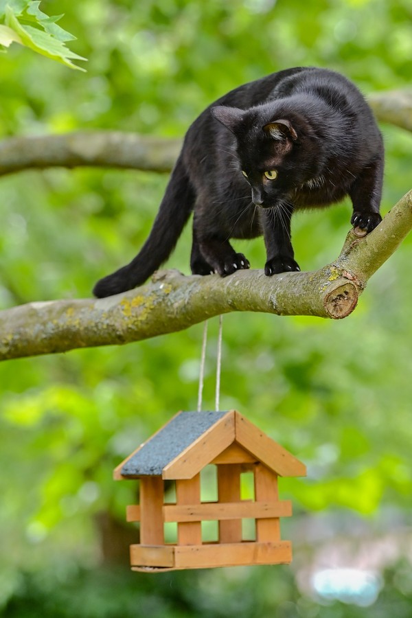 Brincadeiras para gatos: atividades para divertir o pet - Central Pet