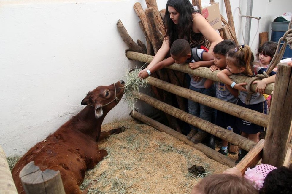 Mini Fazenda Vai Expor Animas Exoticos Durante A 43ª Expomontes Expomontes 17 G1