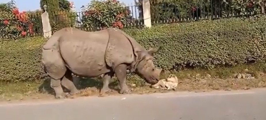 Rinoceronte acorda cachorro em calçada e reação diverte internautas; vídeo