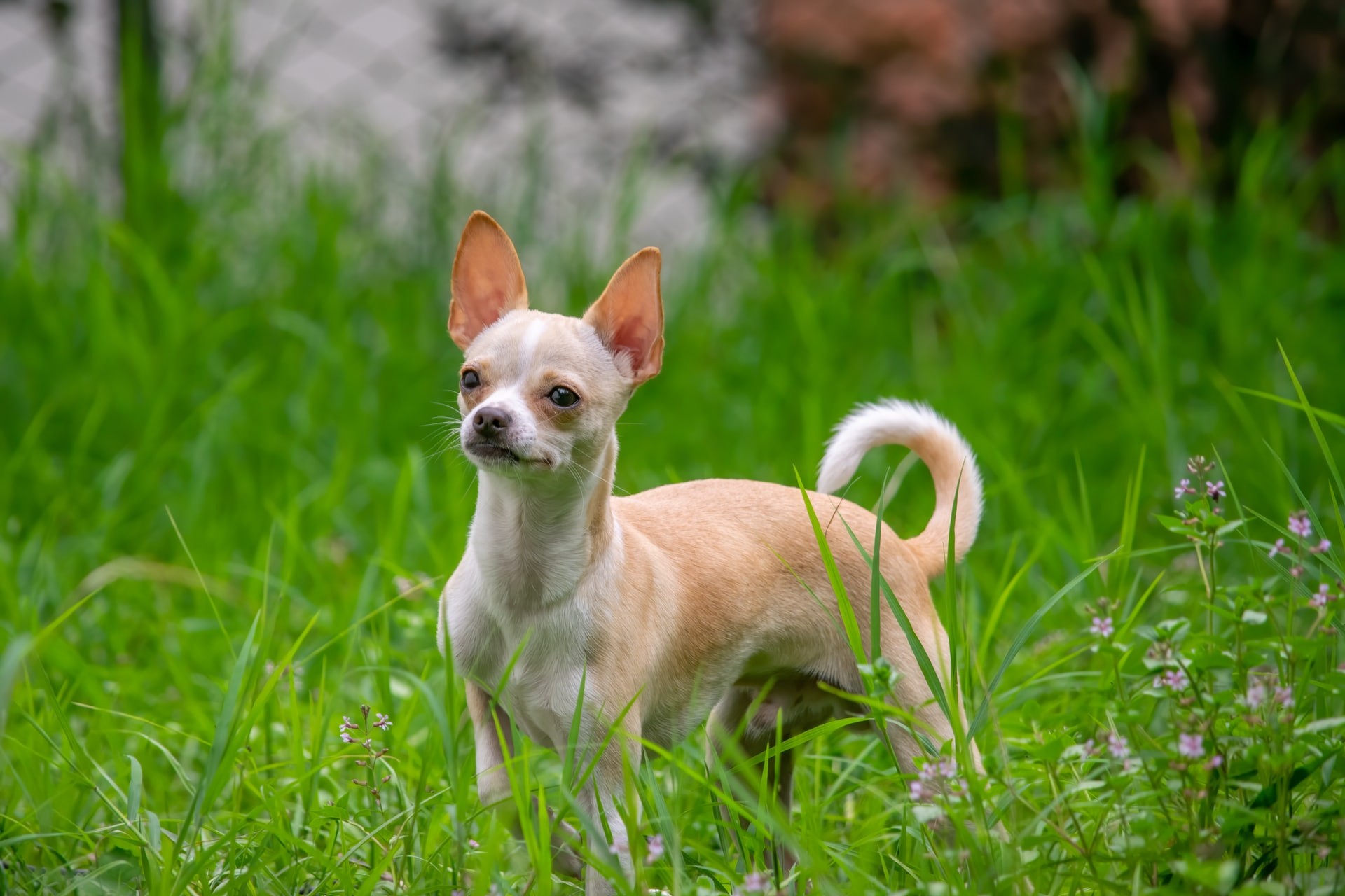 Chihuahua é raça de pequeno porte que se originou a partir de mutação em gene regulador de um hormônio do crescimento presente em lobos (Foto: Jairo Alzate/Usplash)