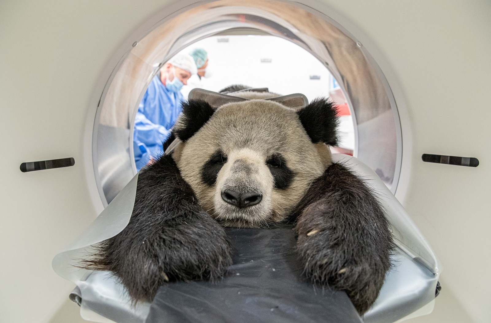 Panda passa por tomografia computadorizada em Berlim