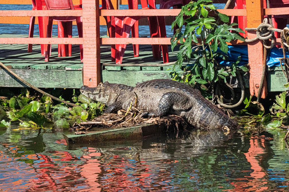O Pantanal tem hoje uma população estimada de mais de dez milhões de jacarés (Caimam crocodilus yacare) — Foto: Eduardo Palacio/G1