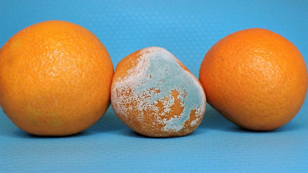 Laranja mofada
