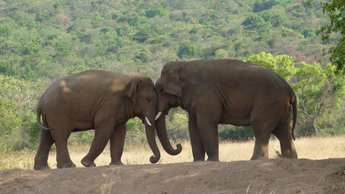 Elefantes-asiáticos formam grupos de machos jovens para sobreviver contra à destruição de seu habitat (Foto: Wikipedia Commons)