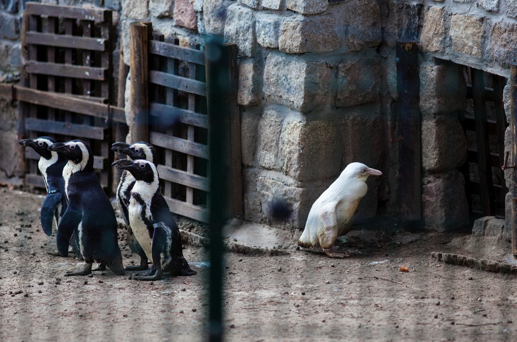 Pinguim albino de zoológico polonês ainda não foi totalmente aceito pelo bando — Foto: Agencja Gazeta/Michal Ryniak via REUTERS 