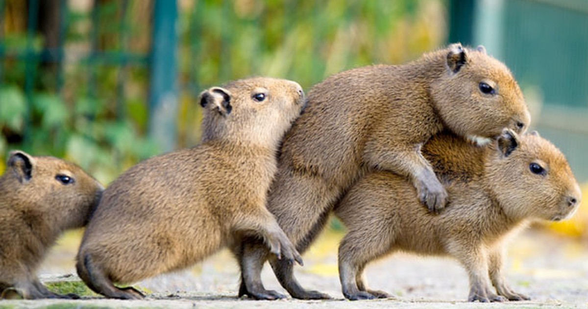 Capivara Medieval