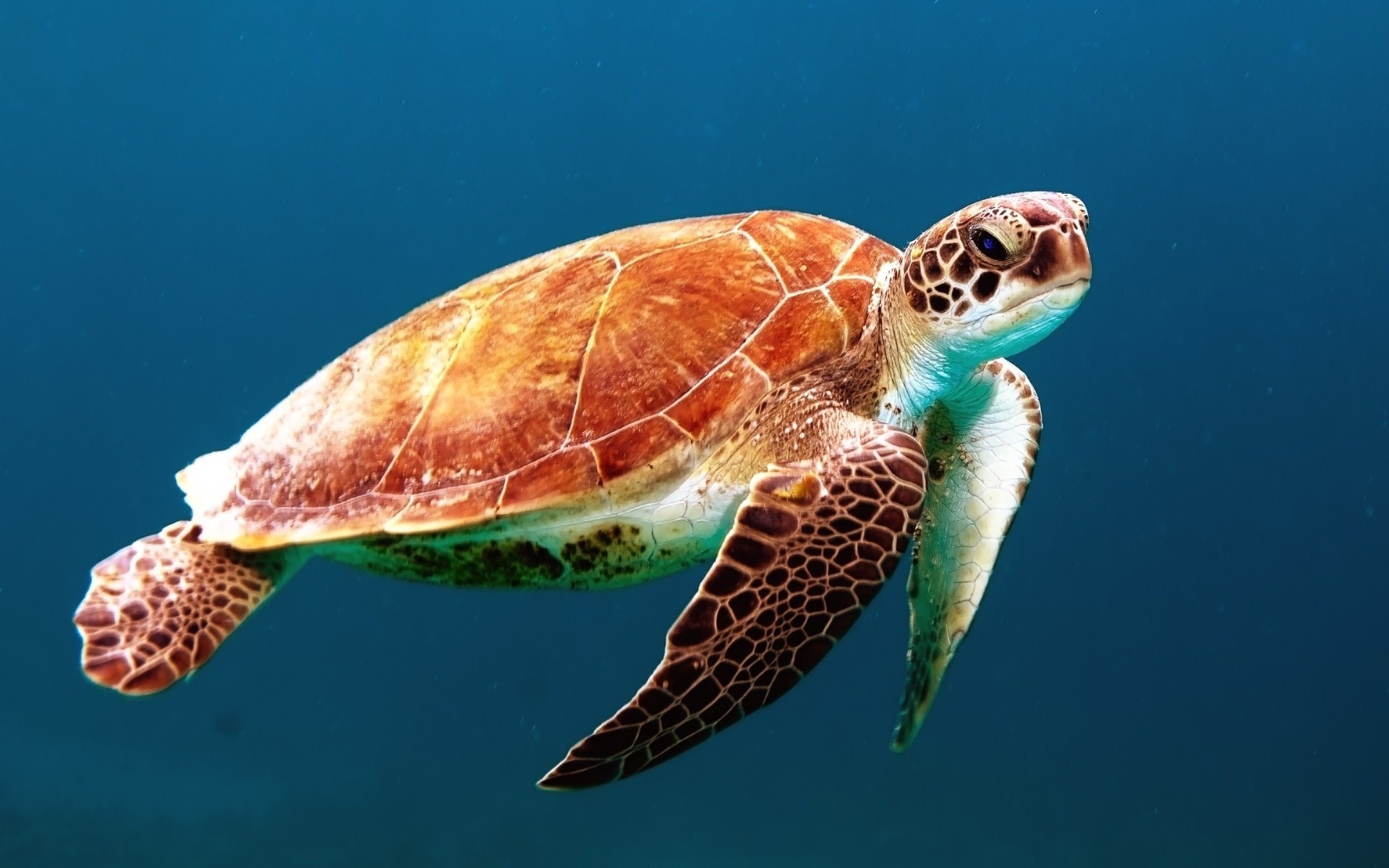 Tartarugas marinhas conseguem retardar (e até pausar) o envelhecimento, aponta estudo (Foto: Wexor Tmg/ Unsplash)