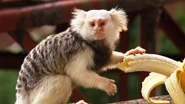 albino macaco