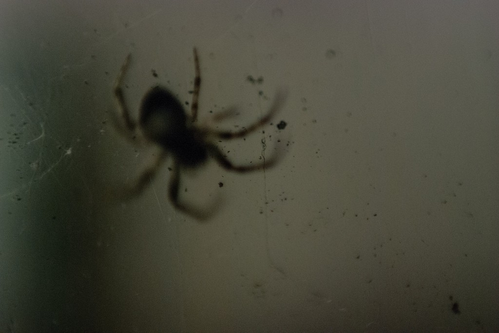 Fobia de aranhas pode ser fruto de um encontro traumático de algum ancestral com um aracnídeo (Foto: bekassine.../Flickr/Creative Commons)