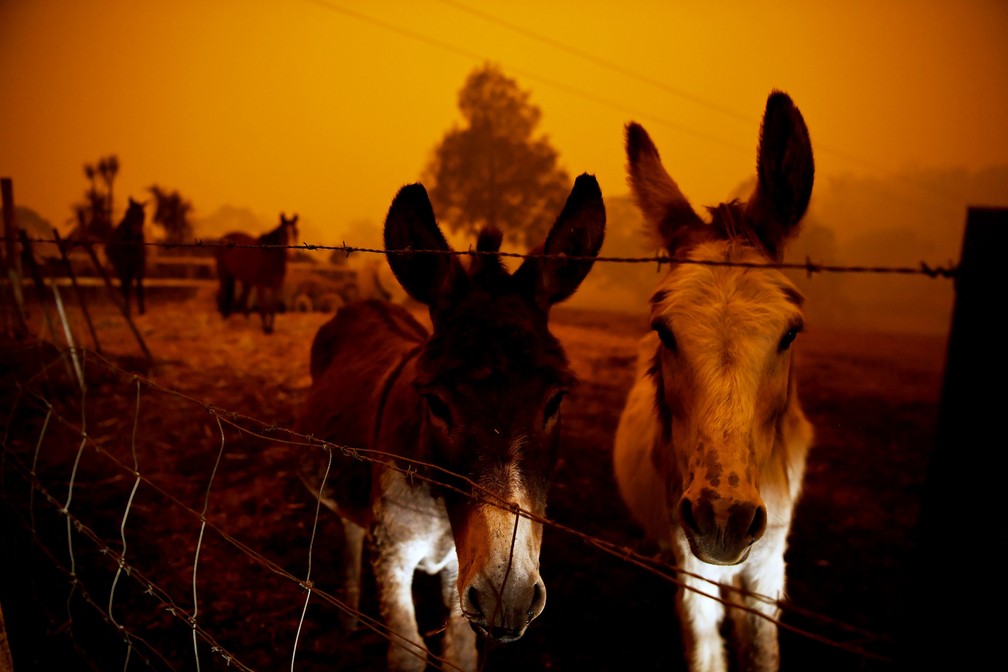 5 de janeiro - Animais são vistos durante queimadas em Cobargo, na Austrália — Foto: Tracey Nearmy/Reuters