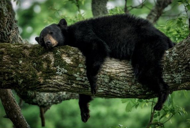 Urso foi fotografado na maior preguiça no parque nacional Great Smoky Mountain (Foto: Reprodução/Twitter/ US Dept of Interior)