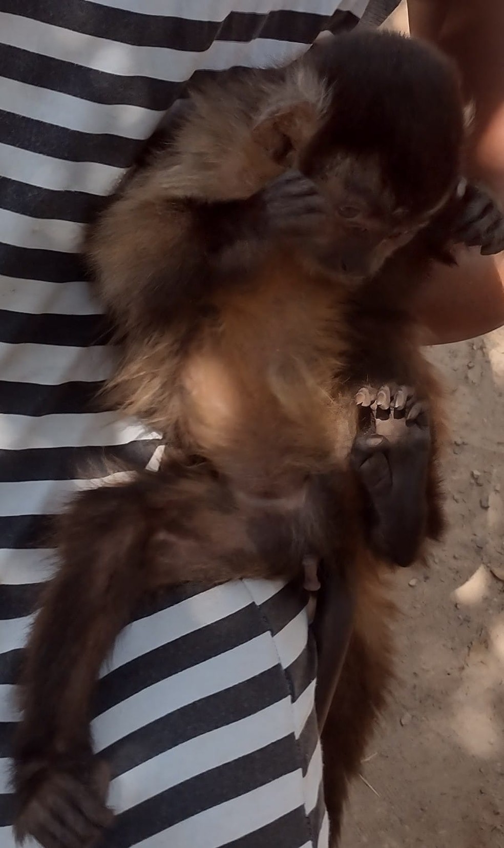 Macaco-prego chamado de Biscoito foi levado para Centro de Triagem de Animais Silvestres — Foto: Cedida