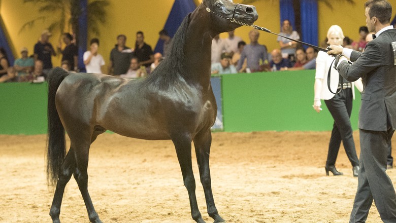 cavalo-garanhão-bandi (Foto: Rogério dos Santos)