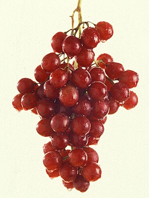 Uva roxa contém resveratrol (Foto: Photo courtesy of US Department of Agriculture)