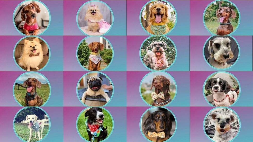 Elenco do BSB, reality show canino de Mato Grosso do Sul. — Foto: Reprodução/RedesSociais