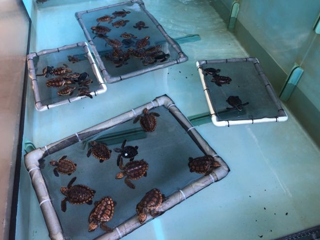Tartarugas são colocadas em tanques de água durante etapa de reabilitação  (Foto: Gumbo Limbo Nature Center)