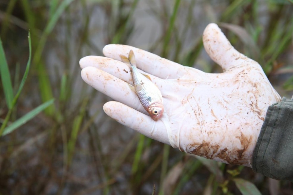 Foram encontrados peixes mortos no local — Foto: Prefeitura de Sorriso
