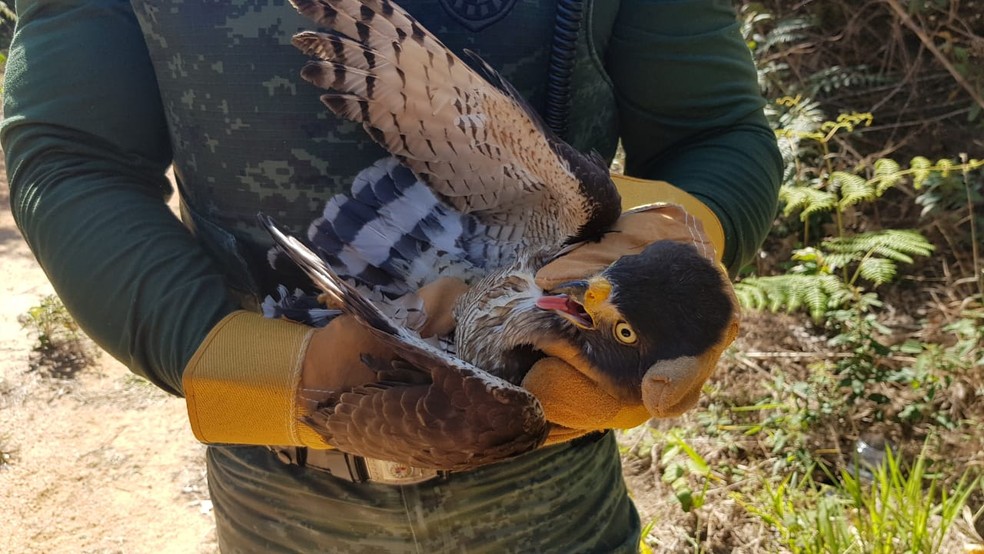 Gavião-carijó é resgatado após ficar preso em fiação elétrica em Jundiaí — Foto: Divulgação/Guarda Municipal de Jundiaí