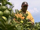 Preço do limão na entressafra anima agricultores de São Paulo