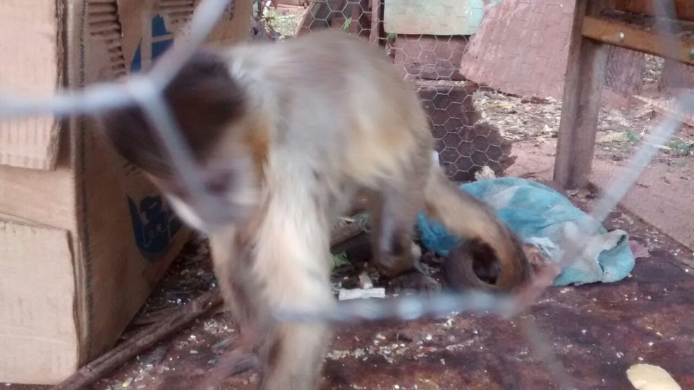 Macaco-prego era mantido em cativeiro sem autorização (Foto: Cedida/Polícia Militar Ambiental)