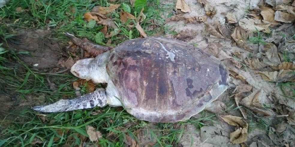 Seis tartarugas são encontradas mortas em praias no sul da Bahia — Foto: Foto: Projeto (A) MAR/Divulgação 