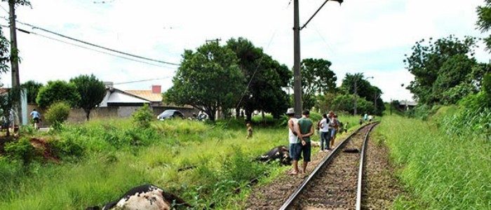 Trem de carga atropela e mata 12 vacas em linha de em Mogi Guaçu (SP) (Foto: Foto: Denílson Bischiliari)