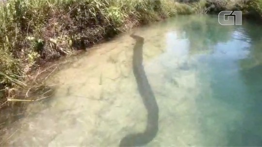 Casal filma sucuri de 7 metros ao descer de boia cross em rio de águas cristalinas em Bonito, MS