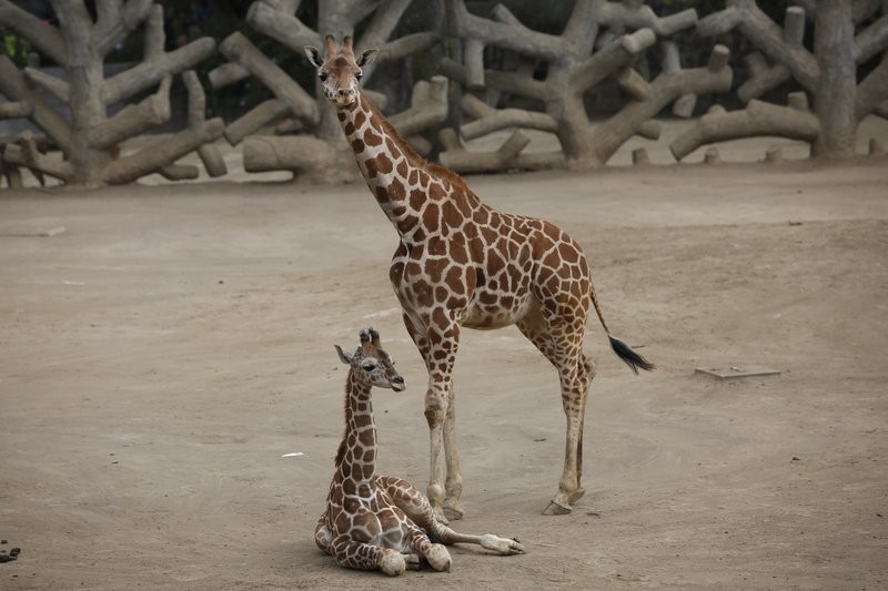 Girafa bebê nascida em Zoológico da Cidade do México terá nome escolhido em votação popular thumbnail