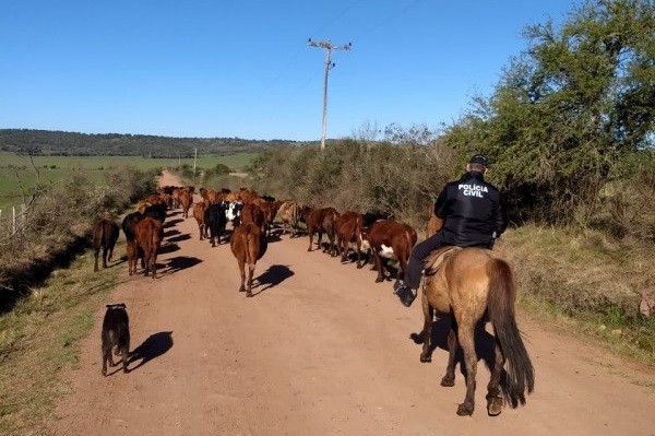 Operação de bovinos no RS (Foto: Secretaria da Agricultura do RS/Divulgação)