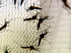 Mesmo com 1.536 casos de dengue, Campos, RJ, descarta epidemia