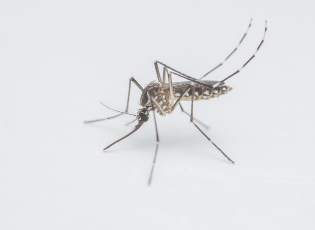 O mosquito que ameaça um dos períodos mais importantes da vida: os primeiros mil dias (Foto: Thinkstock)