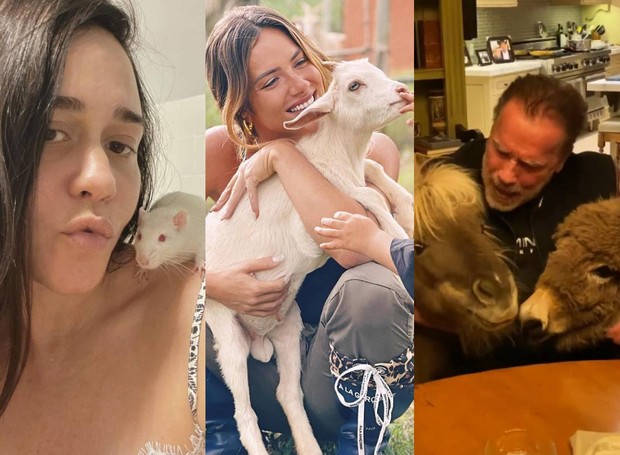 Alessandra Negrini, Giovanna Ewbank e .Arnold Schwarzenegger com seus pets (Foto: Instagram/ @alessandranegrini @giovannaewbank @schwarzenegger/ Reprodução)