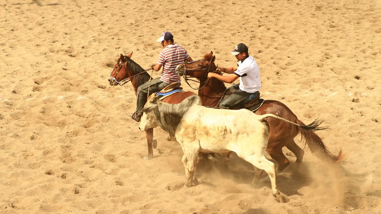 vaquejada-esporte-tradição-boi-cavalo (Foto: Turismo Bahia/CCommons)