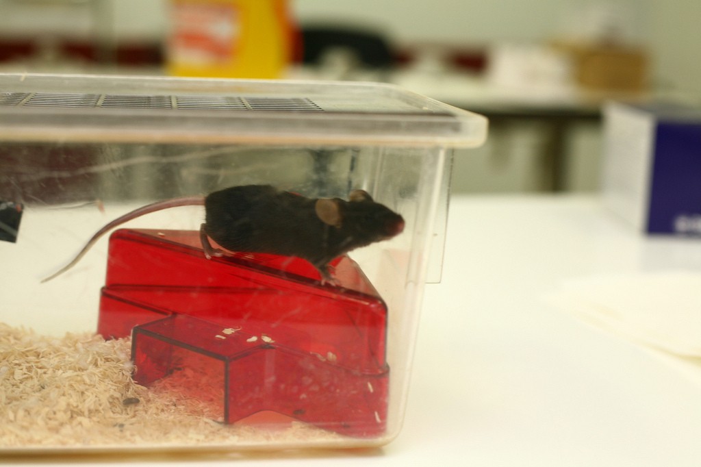 Os camundongos utilizados tiveram seus timos regenerados (Foto: Understanding Animal Research/Flickr/Creative Commons)