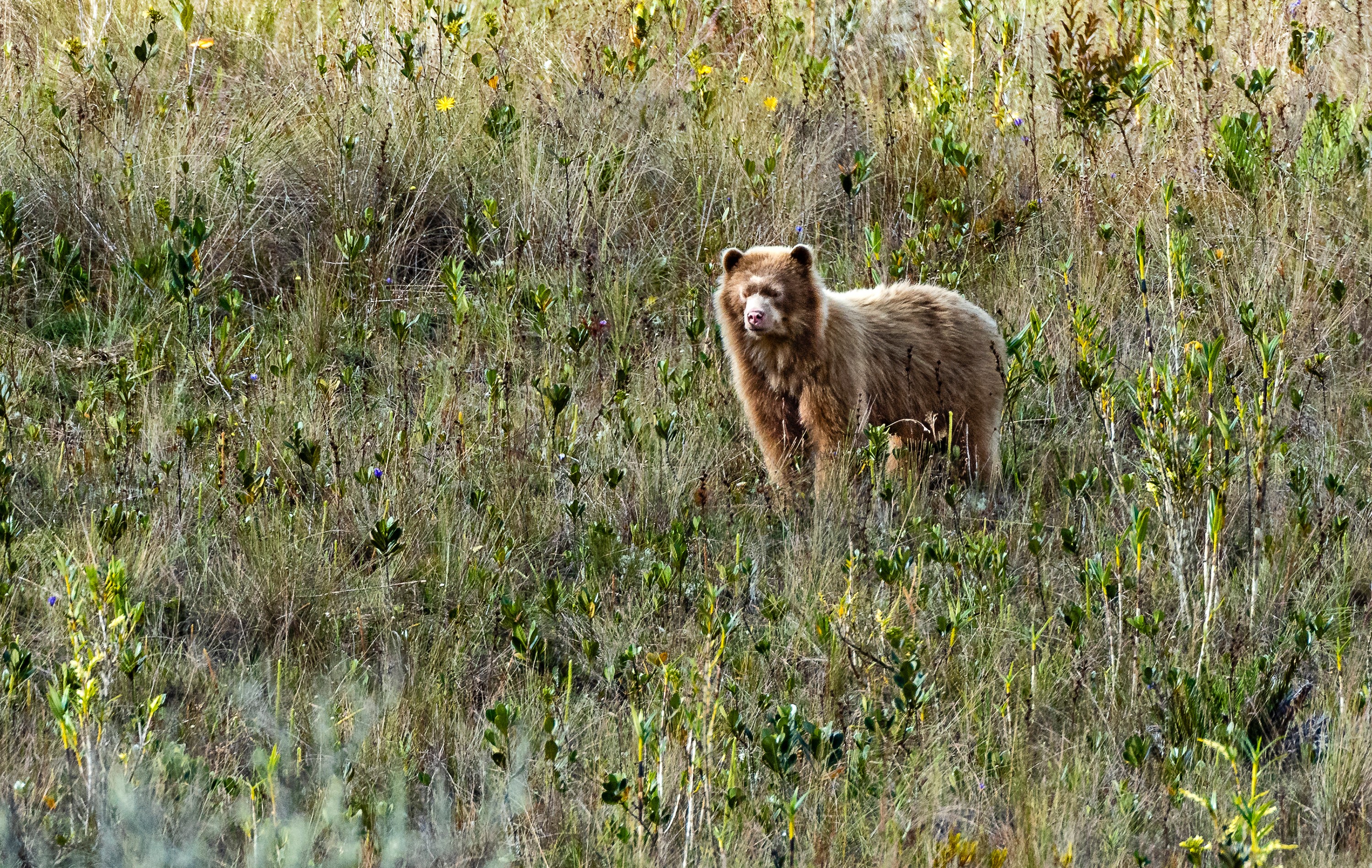 Cientistas flagram primeiro urso andino de pelagem marrom-dourada (Foto: Michael Tweddle)