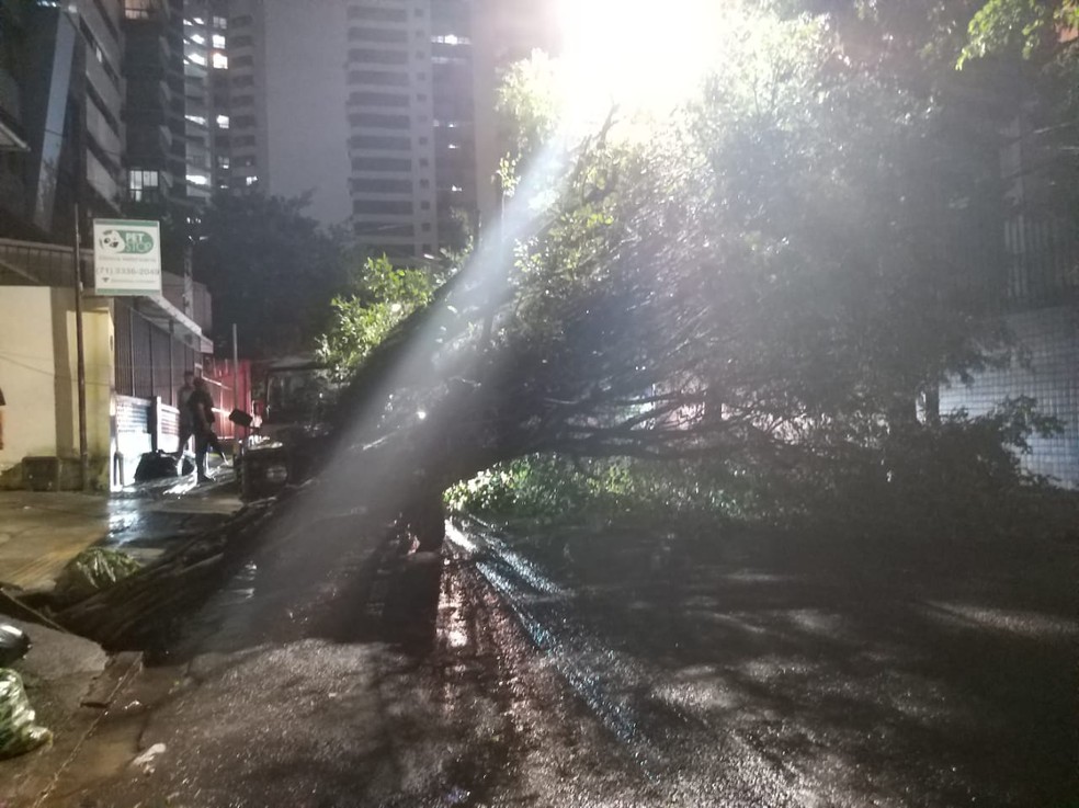 Ãrvore cai prÃ³xima a carro no bairro da GraÃ§a, em Salvador â?? Foto: Arquivo pessoal