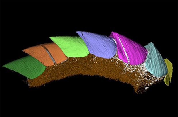 Imagem em 3D recria o molusco Kulindroplax, que seria o elo entre duas grandes classes de molusco (Foto: Divulgação/Imperial College London)