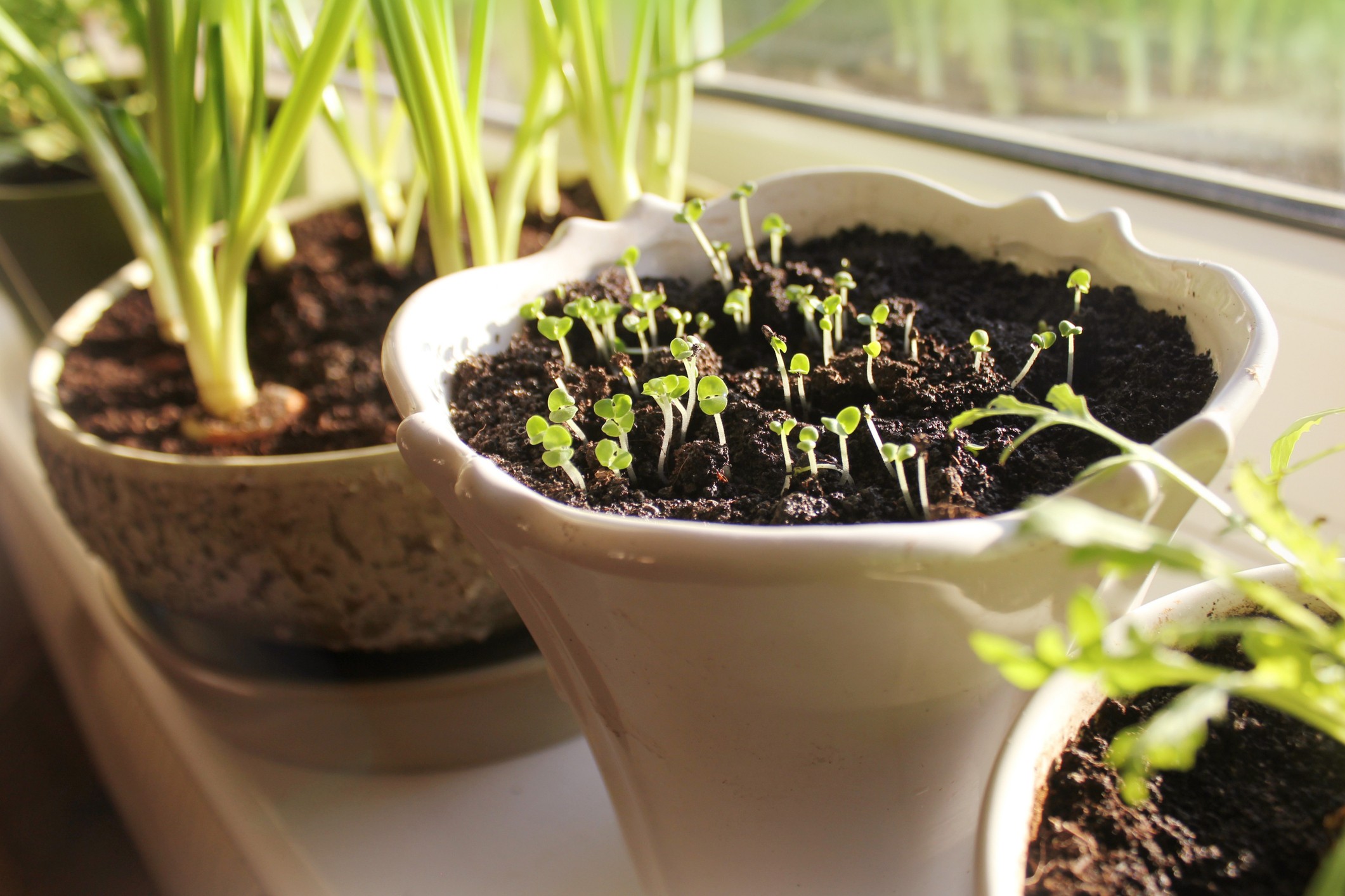 Young seedling growing in pot on windowsill (indoor) (Foto: Getty Images/iStockphoto)