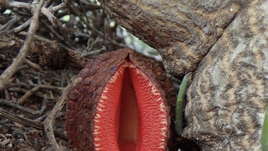 'Flor-vulva' dos desertos da África vive como parasita no subsolo e tem cheiro de carne podre