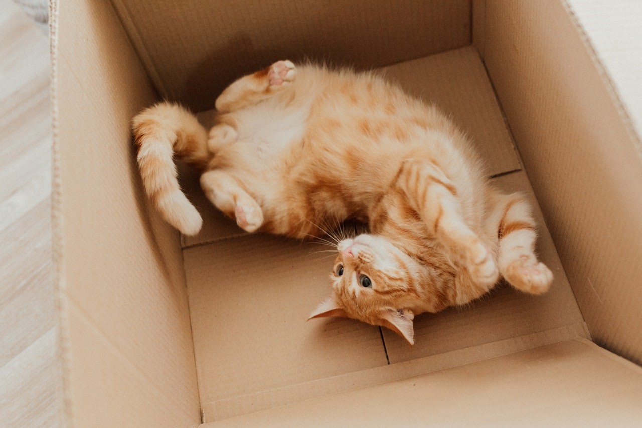 As caixas de papelão estimulam a curiosidade e atuam como tocas para os felinos (Foto: pexels/ arina-krasnikova-/ CreativeCommons)