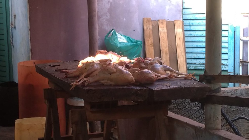 Depois de abatidas as aves recebiam a aplicação de uma solução para ficarem com a tonalidade mais escura e serem vendidas como 'galinhas caipiras" — Foto: Juliene Katayama/TV Morena