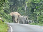 Motociclista 'implora' para não ser atacado por elefantes na Tailândia