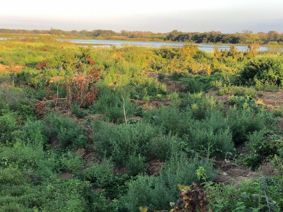 Droga era cultivada ao lado de trecho do Rio São Francisco (Foto: Divulgação/SSP)