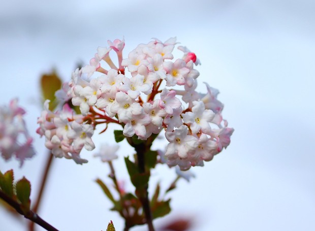 Viburno: as flores são pequenas e perfumadas, podendo ser brancas ou em um tom rosa pálido (Foto: Pixabay / manfredrichter / CreativeCommons)