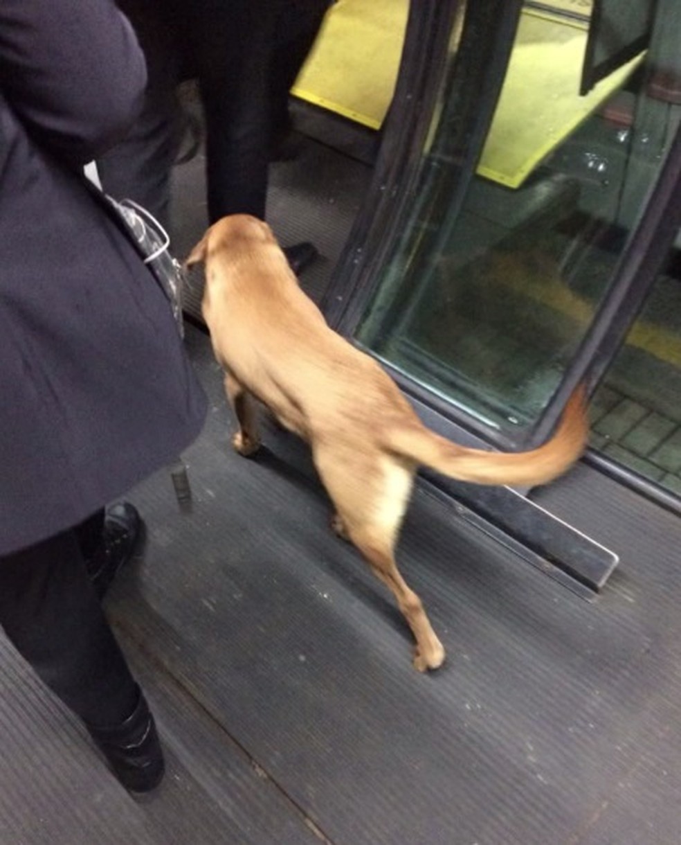 Cachorro estava na estaÃ§Ã£o-tubo do Alto da XV, em Curitiba â Foto: Arquivo pessoal/Diogo Gutierre
