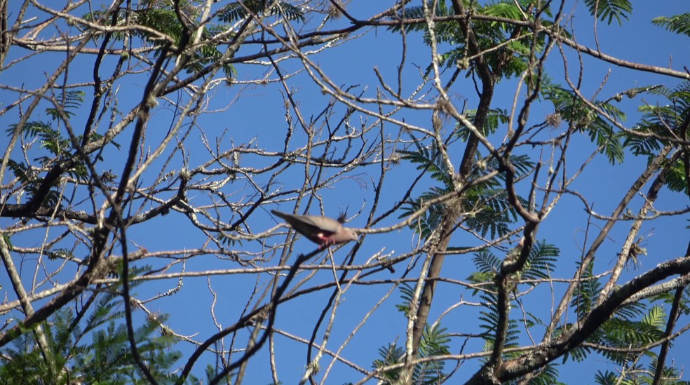 Pombos ficam em árvores na região central de Cianorte — Foto: Raphael Costa/RPC